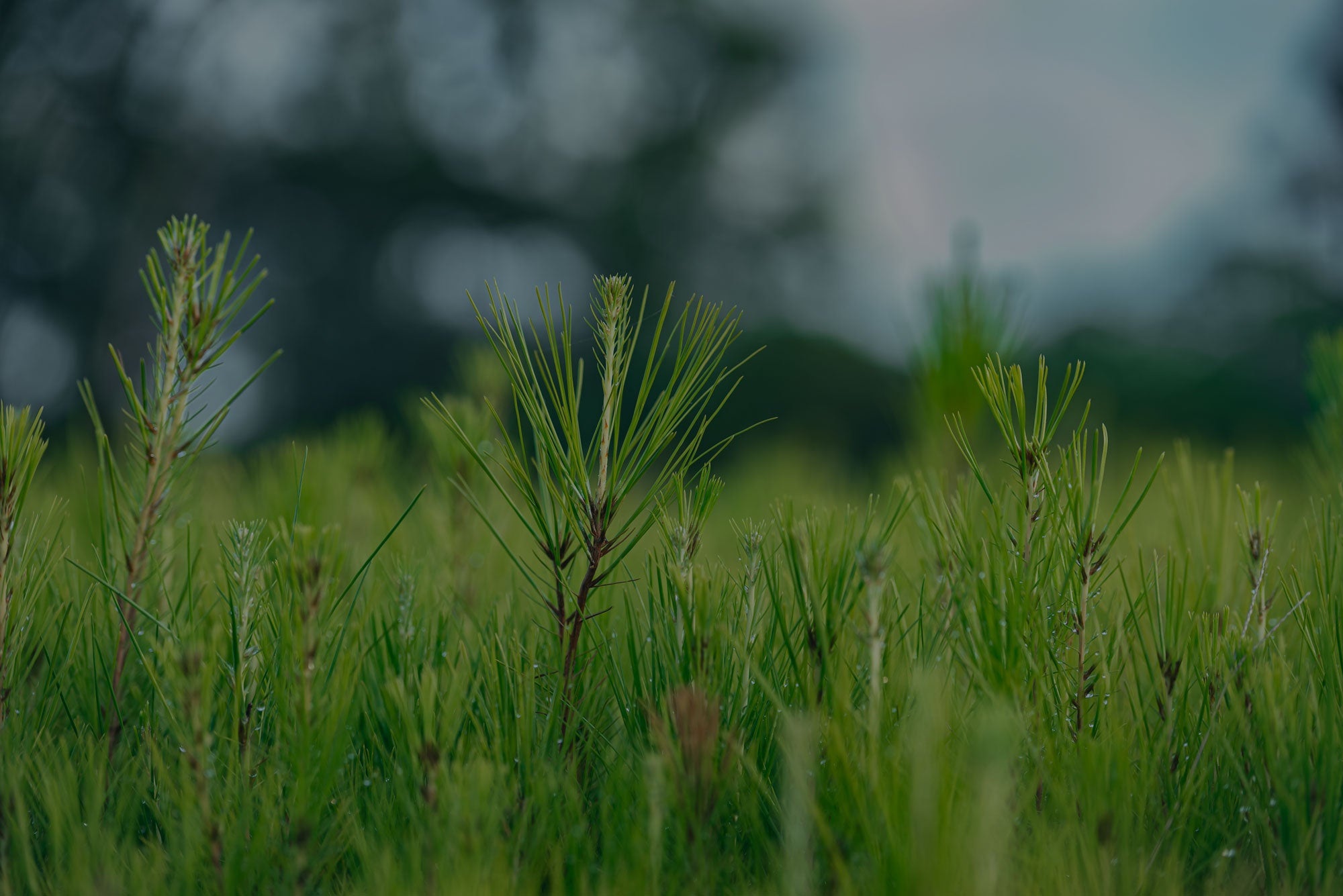 Young pine seedlings