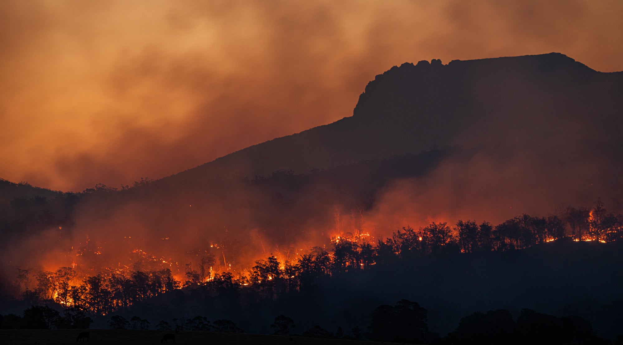 GIVIT Portal bushfire